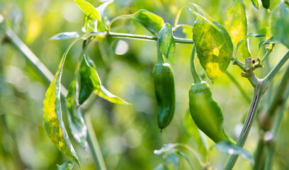 Green chilis in the tree