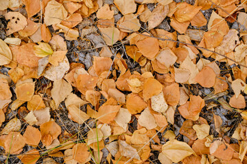 Background fallen yellowed autumn birch foliage.