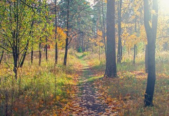 Obraz premium Autumn forest on a sunny day.