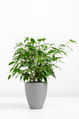 Ficus benjamin in the pot on the table, easy houseplant to grow, air purifying plant