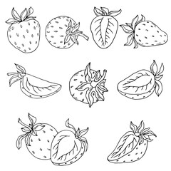 Collection of botanical line drawings of strawberries.Isolated vector graphic.
