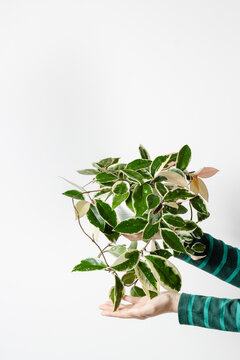 Hoya carnosa krimson queen in woman hands, houseplant care