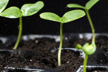Growing cucumbers from seeds. Step 4 - First Sprouts