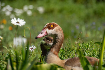 Egyptian Goose eats grass in field of flowers with a half size duckling