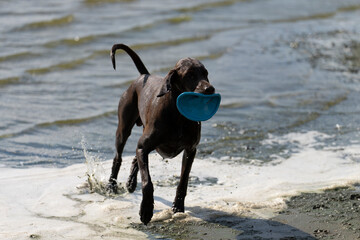 Dark sporty dog playing at seaside