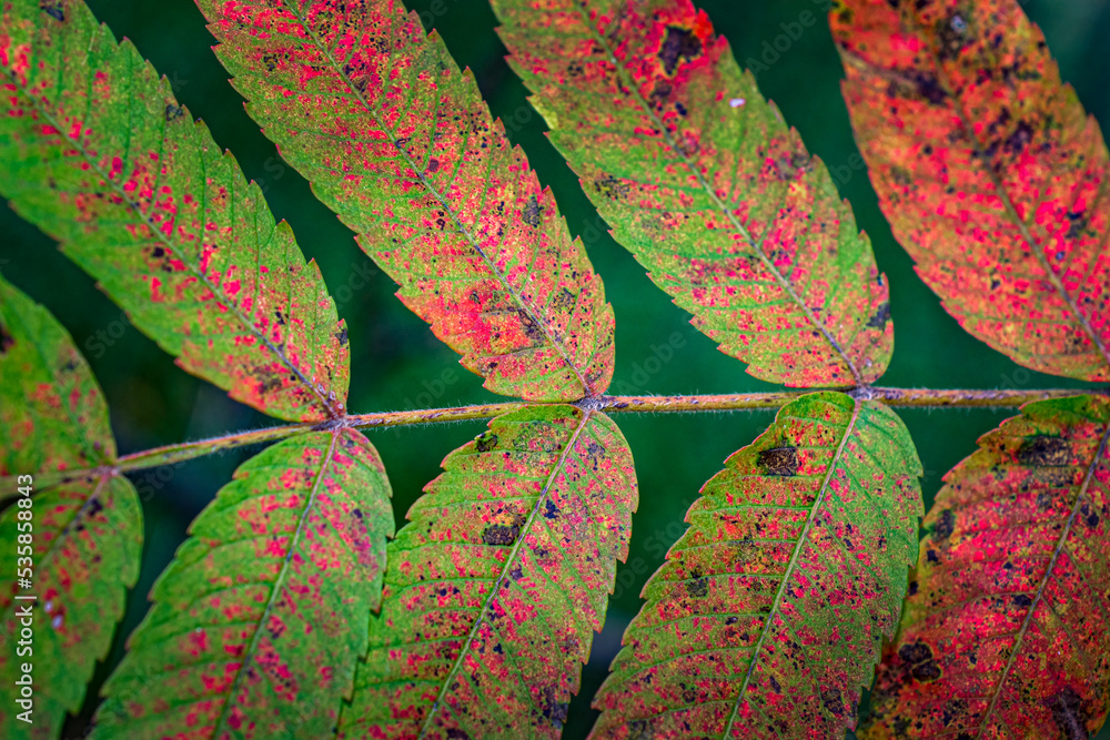 Wall mural unlike most trees that change color in autumn this plant changes color from the branch out to the en