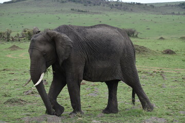 African elephant walking 