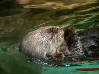 Fototapeta premium otter in the water