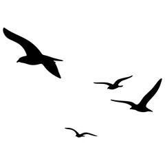 silhouettes of birds