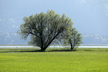 Tree in the meadow of vanishing lake.