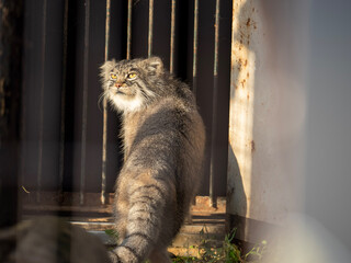 cat in the cage