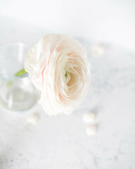 Obraz na płótnie Canvas white rose in water