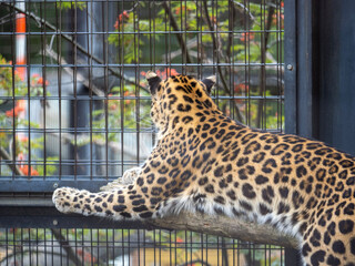 leopard in the zoo