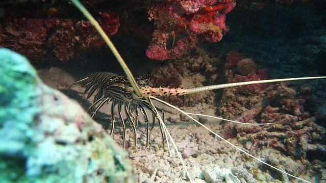 A young lobster in a crevice under a rock. Marine video about crustaceans.