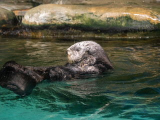 sea ​​otter in the water