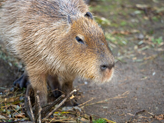 prairie dog eating grass