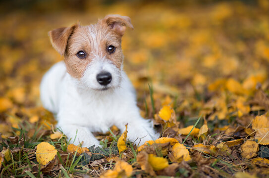 Happy cute pet dog puppy listening in the yellow autumn leaves. Fall background.
