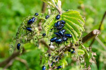 Agelastica alni Alder Beetle Alder Leaf Beetle on Beech Leaf selective focus