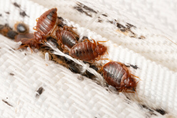Bedbugs colony on the matress cloth macro. Disgusting blood-sucking insects. Adult insects, larvae and eggs. Traces of vital activity of the insects. - obrazy, fototapety, plakaty