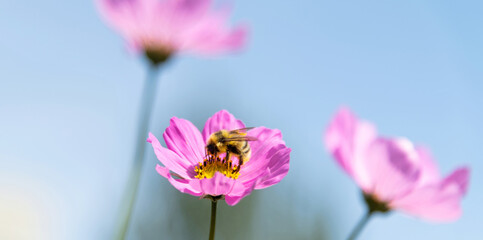 Naklejka na ściany i meble Honey bee collecting pollen on cosmos flower