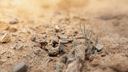 portrait of a lizard in the desert