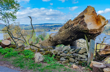 Storm damage fallen tree in English Lake District  with Lake Windermere in background selective focus