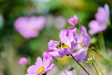 Honey bee collecting pollen on cosmos flower