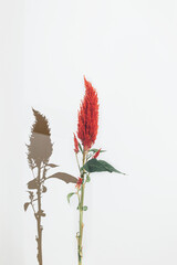 Single vertical red flower celosia or cocks comb, foxtail amaranth on minimal white wall with sharp shadow and copy space. Floral creative photo. Natural background.