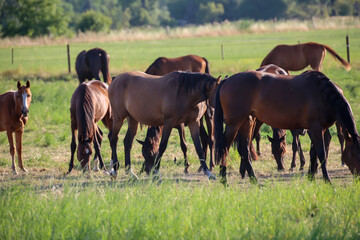 Eine Herde junger Pferde auf der Koppel einer Ranch.