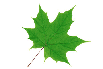 Green maple leaf isolated on white background.