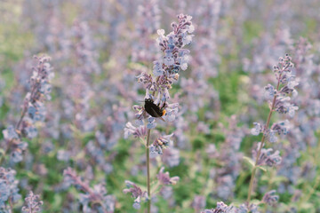 Bumblebee collecting pollen and  pollinating blue flowers on the field.