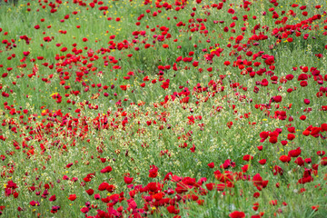 Poppy flower in the greenery nature field