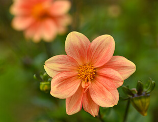 Beautiful dahlia, European dahlia conservatory, Belgium