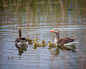 Eine Familie Graugänse an einem Dorf Teich.