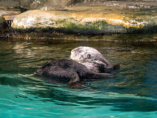 Obraz premium seal in water