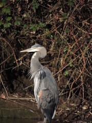 great blue heron