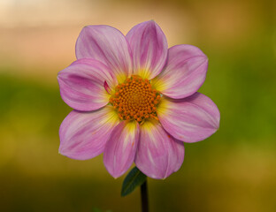 Fototapeta premium Beautiful close-up of a decorative dahlia