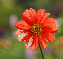 Beautiful close-up of a bicolor dahlia flower