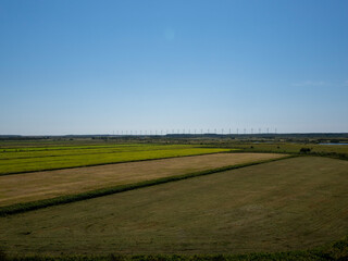 Fototapeta premium field of wheat