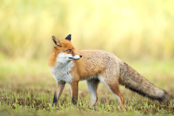Fox Vulpes vulpes in autumn scenery, Poland Europe, animal walking among green meadow in amazing warm light	