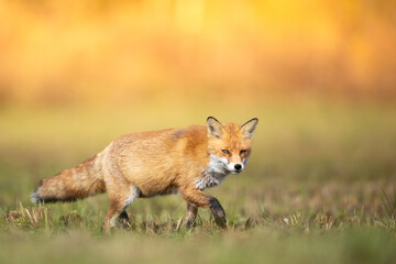 Naklejka na ściany i meble Fox Vulpes vulpes in autumn scenery, Poland Europe, animal walking among green meadow in amazing warm light 
