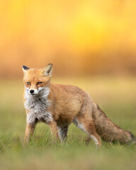 Fox Vulpes vulpes in autumn scenery, Poland Europe, animal walking among green meadow in amazing warm light	