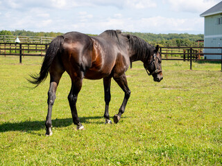 Obraz premium horse in field