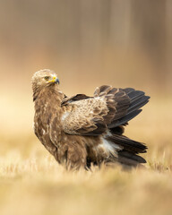 Birds of prey - Lesser Spotted Eagle Aquila pomarina