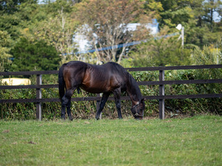 horse and foal