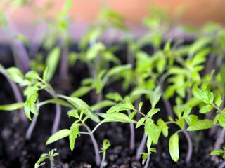 Vegetable garden on the window. Early seedlings of tomatoes in boxes, grown from seeds at home on a windowsill. Spring agricultural preparatory work is the key to a future harvest in the fall.