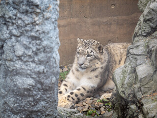 leopard on a tree