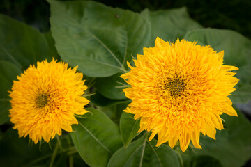 Garden in early autumn, amazing sunflower close-up