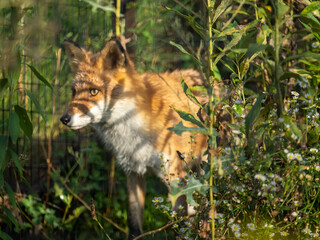 red fox vulpes
