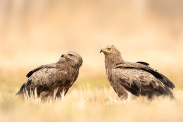 Birds of prey - Lesser Spotted Eagle Aquila pomarina